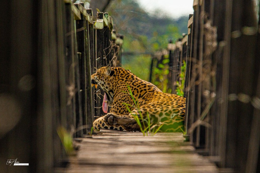 contioutra.com - Onça aproveita ausência de turistas e se apropria de passarela antes usada por eles no Pantanal