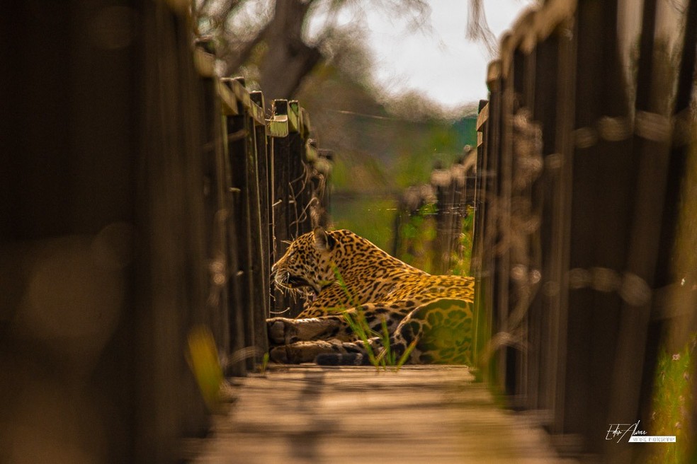 contioutra.com - Onça aproveita ausência de turistas e se apropria de passarela antes usada por eles no Pantanal