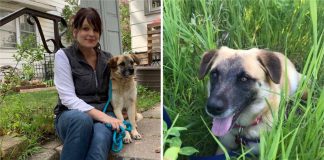 Cachorrinha abandonou seu lar e andou 60km para encontrar a mulher que a resgatou.