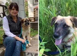 Cachorrinha abandonou seu lar e andou 60km para encontrar a mulher que a resgatou.