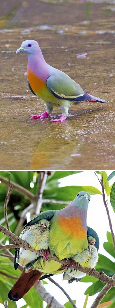 contioutra.com - Fotografias mostram os pombos mais exóticos e lindos do mundo! Confira.
