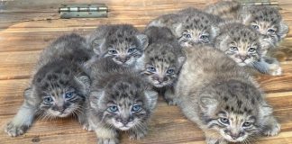Nascem na Sibéria 16 filhotes de felino raro. parecem de pelúcia