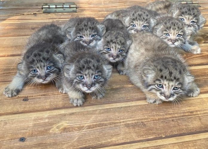 Nascem na Sibéria 16 filhotes de felino raro. parecem de pelúcia