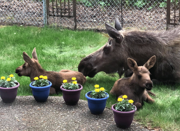 contioutra.com - Essa fam&iacute;lia de alces invadiu o jardim de uma casa e o aproveitou da maneira mais deliciosa; confira fotos.