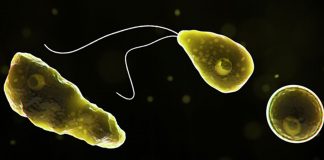 Caso de infecção por ameba comedora de cérebro faz EUA emitir alerta