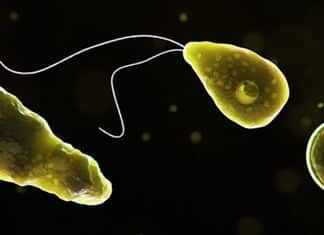 Caso de infecção por ameba comedora de cérebro faz EUA emitir alerta