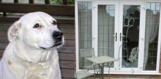 Cãozinho herói quebra a porta de casa e salva duas mulheres de violência doméstica