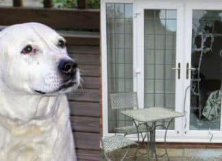 Cãozinho herói quebra a porta de casa e salva duas mulheres de violência doméstica