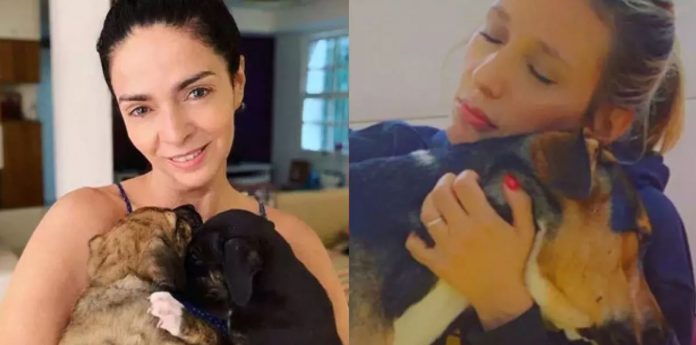 Claudia Ohana devolve cães adotados e Luisa Mell dá bronca: “Tenha responsabilidade”