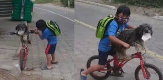 Carinho em tempos de COVID: Menino sobe cachorro em bicicleta e coloca máscara nele antes de partir Carinho em tempos de COVID: Menino sobe cachorro em bicicleta e coloca máscara nele antes de partir