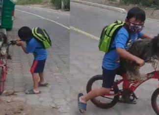 Carinho em tempos de COVID: Menino sobe cachorro em bicicleta e coloca máscara nele antes de partir