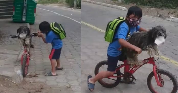Carinho em tempos de COVID: Menino sobe cachorro em bicicleta e coloca máscara nele antes de partir