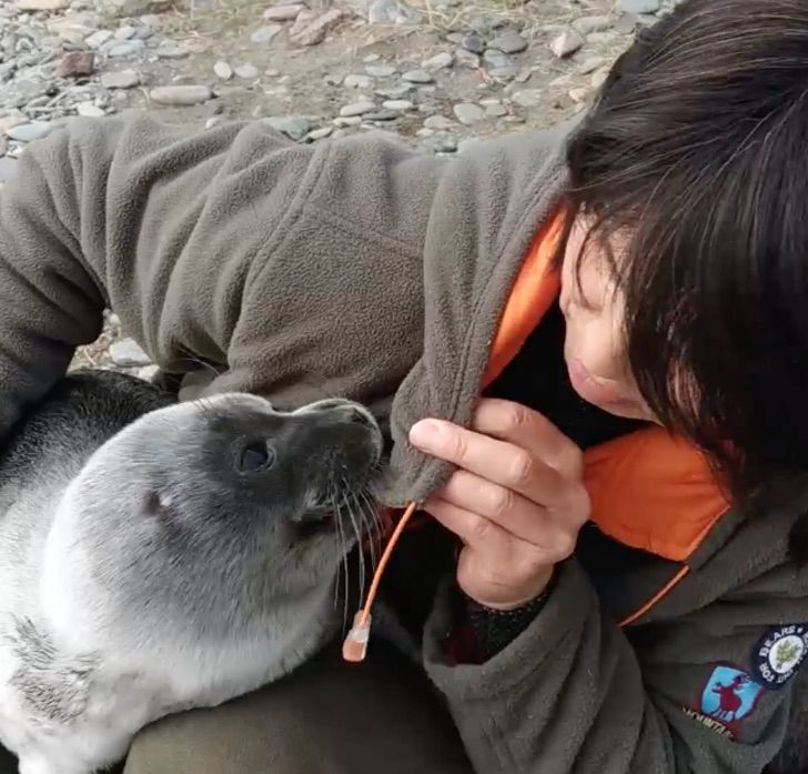 contioutra.com - Cientistas resgatam bebê foca e cãozinho passa a cuidar dele como se fosse sua babá