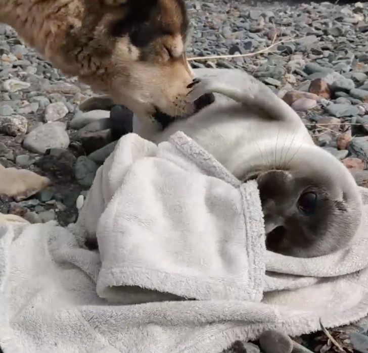 contioutra.com - Cientistas resgatam bebê foca e cãozinho passa a cuidar dele como se fosse sua babá