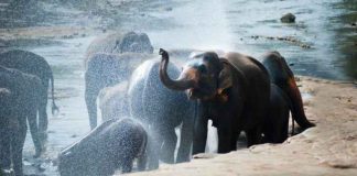 Dinamarca compra elefantes restantes em circos para libertá-los e cuidar deles
