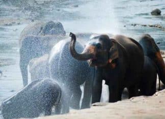 Dinamarca compra elefantes restantes em circos para libertá-los e cuidar deles