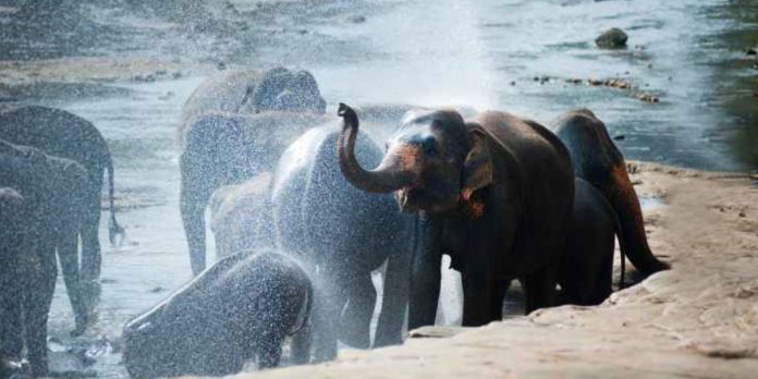 Dinamarca compra elefantes restantes em circos para libertá-los e cuidar deles