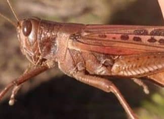 Nuvem de gafanhotos: 400 aviões podem ser usados para aplicar agrotóxico nos insetos no RS