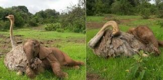 Elefantinho órfão procura carinho e aconchego com avestruz todos os dias