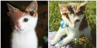 Gatinho com quatro orelhas e um olho finalmente ganha lar adotivo que o aceita do jeitinho que é Gatinho com quatro orelhas e um olho finalmente ganha lar adotivo que o aceita do jeitinho que é