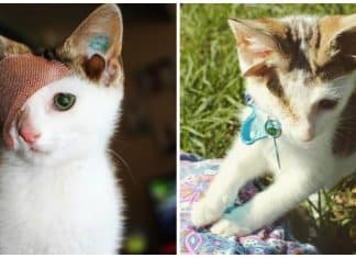Gatinho com quatro orelhas e um olho finalmente ganha lar adotivo que o aceita do jeitinho que é