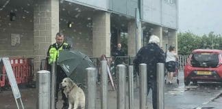 Segurança viraliza ao ser flagrado segurando guarda-chuva para proteger cão de rua da chuva
