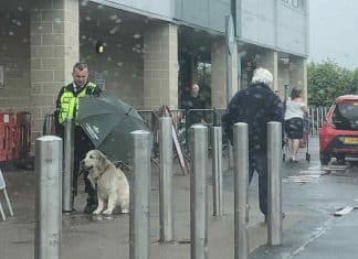 Segurança viraliza ao ser flagrado segurando guarda-chuva para proteger cão de rua da chuva