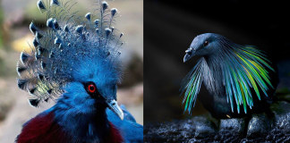 Fotografias mostram os pombos mais exóticos e lindos do mundo! Confira.