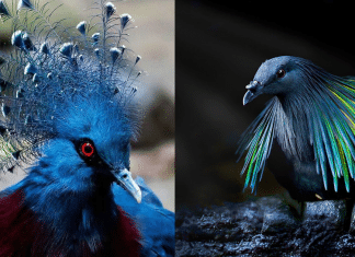 Fotografias mostram os pombos mais exóticos e lindos do mundo! Confira.