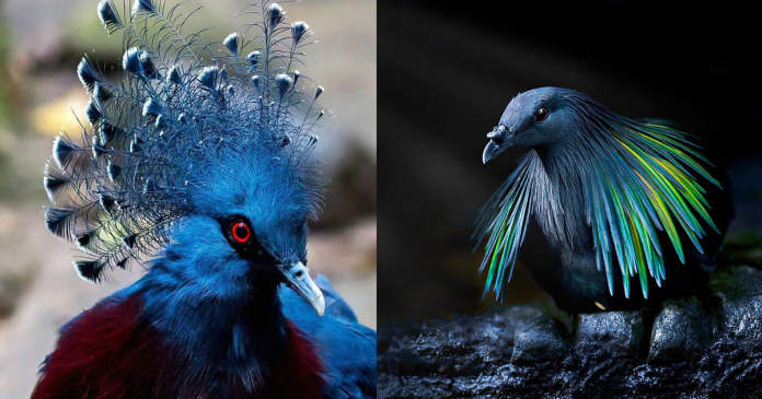 Fotografias mostram os pombos mais exóticos e lindos do mundo! Confira.
