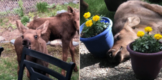 Essa família de alces invadiu o jardim de uma casa e o aproveitou da maneira mais deliciosa; confira fotos. Essa família de alces invadiu o jardim de uma casa e o aproveitou da maneira mais deliciosa; confira fotos.