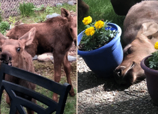 Essa família de alces invadiu o jardim de uma casa e o aproveitou da maneira mais deliciosa; confira fotos.