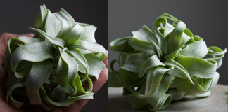 Essa plantinha é idêntica a uma massa Fettuccine, perfeita para amantes da natureza e das massas. Essa plantinha é idêntica a uma massa Fettuccine, perfeita para amantes da natureza e das massas.