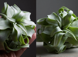 Essa plantinha é idêntica a uma massa Fettuccine, perfeita para amantes da natureza e das massas.