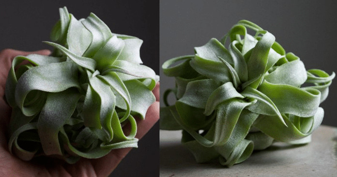 Essa plantinha é idêntica a uma massa Fettuccine, perfeita para amantes da natureza e das massas.