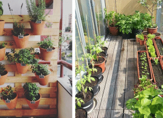 Curso online e gratuito dará dicas de como montar uma horta em casa. Esse é o nosso momento!