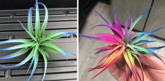 Juntando o útil ao agradável, essas plantinhas lindas são capazes de purificar o ar de sua casa!