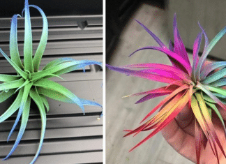 Juntando o útil ao agradável, essas plantinhas lindas são capazes de purificar o ar de sua casa!