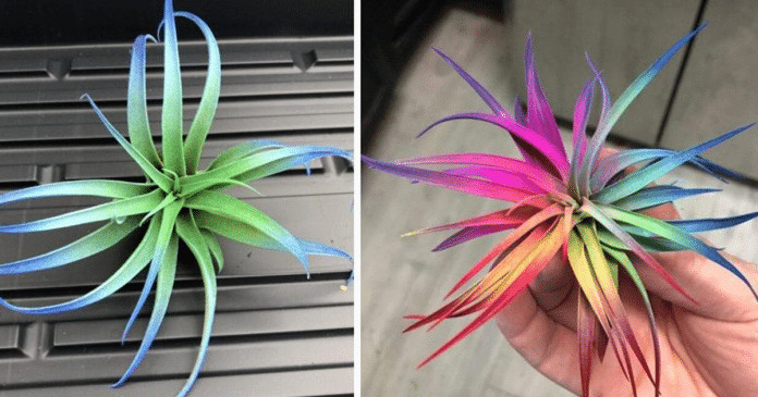 Juntando o útil ao agradável, essas plantinhas lindas são capazes de purificar o ar de sua casa!
