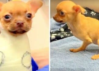 Voluntária de abrigo adota chihuahua com deficiência abandonada em caixa de papelão