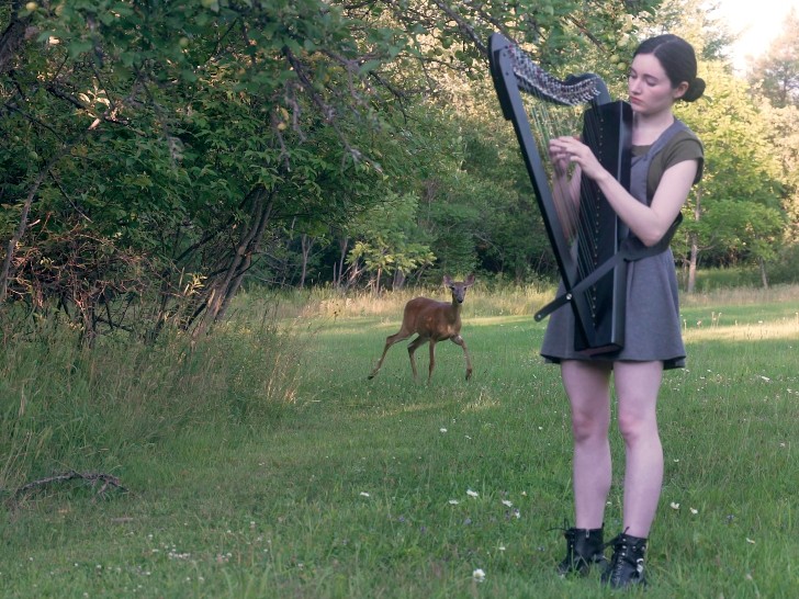 contioutra.com - Mulher toca harpa e com sua música, atrai um pequeno cervo para perto. Uma cena digna da Disney; assista.