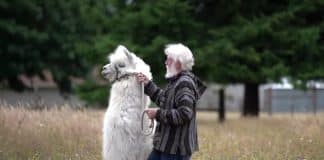 Terapia com lhamas ajuda idosos a lidarem com a pandemia no Oregon.