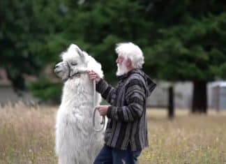 Terapia com lhamas ajuda idosos a lidarem com a pandemia no Oregon.