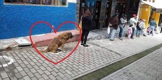 Cãozinho participa de fila e impressiona por respeito ao distanciamento social em meio à pandemia Cãozinho participa de fila e impressiona por respeito ao distanciamento social em meio à pandemia