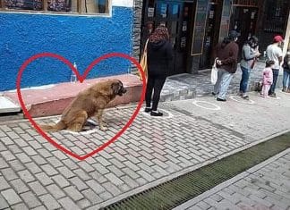 Cãozinho participa de fila e impressiona por respeito ao distanciamento social em meio à pandemia