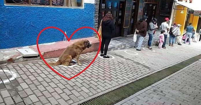 Cãozinho participa de fila e impressiona por respeito ao distanciamento social em meio à pandemia