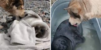 Cientistas resgatam bebê foca e cãozinho passa a cuidar dele como se fosse sua babá
