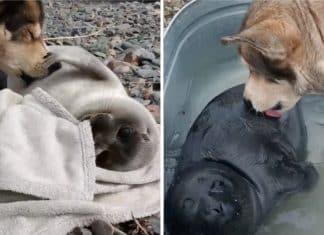 Cientistas resgatam bebê foca e cãozinho passa a cuidar dele como se fosse sua babá
