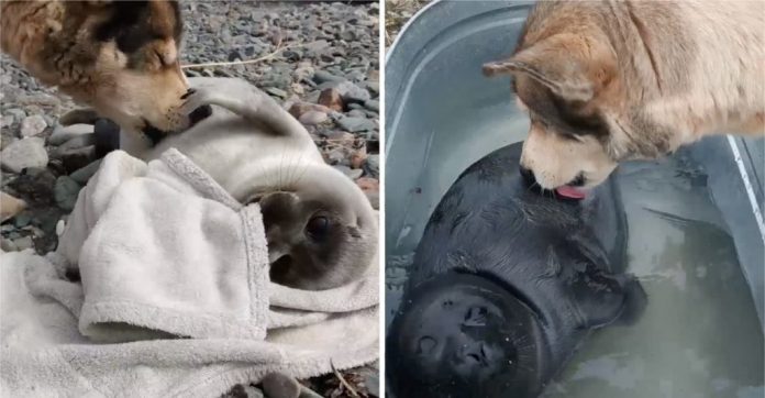 Cientistas resgatam bebê foca e cãozinho passa a cuidar dele como se fosse sua babá