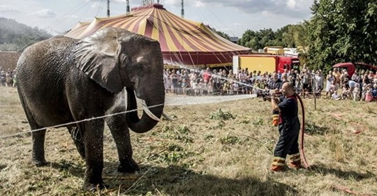 contioutra.com - Dinamarca compra elefantes restantes em circos para libertá-los e cuidar deles